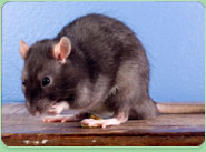 rat control Nantwich